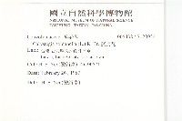 濱旋花藏品圖，第2張