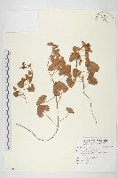 濱旋花藏品圖，第1張