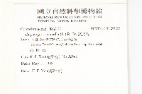 濱旋花藏品圖，第2張