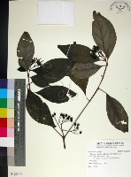 薄葉玉心花藏品圖，第1張