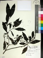 薄葉玉心花藏品圖，第1張