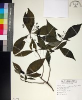 薄葉玉心花藏品圖，第1張