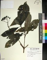 薄葉玉心花藏品圖，第1張