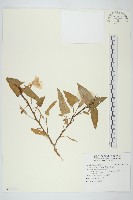 甕菜、空心菜藏品圖，第1張