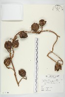 大萼旋花藏品圖，第1張