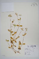 假千日紅藏品圖，第1張