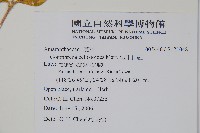 假千日紅藏品圖，第2張