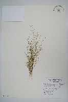 細葉蘭花參藏品圖，第1張