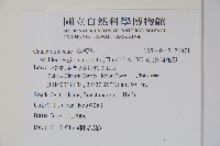 細葉蘭花參藏品圖，第2張