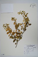 武靴藤藏品圖，第1張