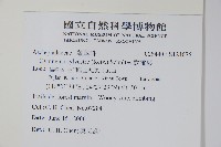 武靴藤藏品圖，第2張