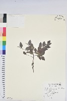 黑面神藏品圖，第1張