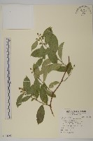 光果南蛇藤藏品圖，第1張