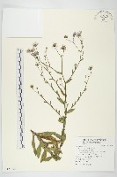 狗娃花藏品圖，第1張