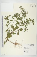 豨薟藏品圖，第1張