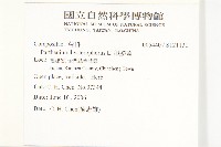 銀膠菊藏品圖，第2張