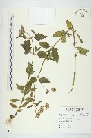 貓腥草藏品圖，第1張