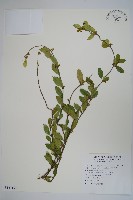 武靴藤藏品圖，第1張