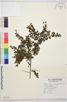 小葉黃鱔藤藏品圖，第1張