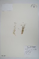 細葉蘭花參藏品圖，第1張