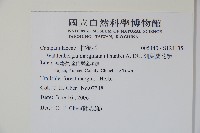 細葉蘭花參藏品圖，第2張