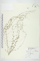 狹葉土丁桂藏品圖，第1張