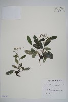 臺灣附地草藏品圖，第1張