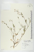 葶藶藏品圖，第1張