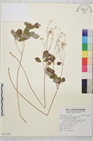 傅氏唐松草藏品圖，第1張