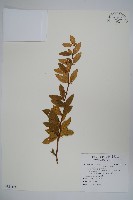 登錄號:S121174藏品圖，第1張