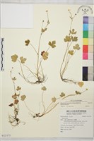 鹿場毛茛藏品圖，第1張