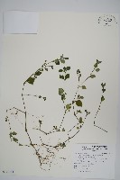 蘭嵌馬藍藏品圖，第1張