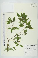 青莢葉藏品圖，第1張