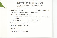 青莢葉藏品圖，第2張