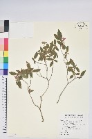 紅毛杜鵑藏品圖，第1張