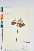 森氏杜鵑、森氏滿江紅藏品圖，第1張