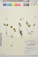 傅氏唐松草藏品圖，第1張