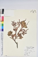 臺灣馬醉木藏品圖，第1張