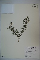 川上氏忍冬藏品圖，第1張