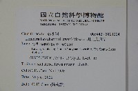 川上氏忍冬藏品圖，第2張