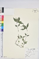 山靛藏品圖，第1張