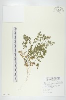 臺灣碎米薺藏品圖，第1張