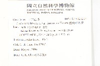 臺灣碎米薺藏品圖，第2張