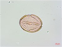 黑果馬交兒藏品圖，第2張