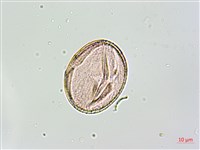 黑果馬交兒藏品圖，第3張