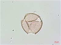 黑果馬交兒藏品圖，第4張