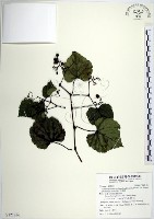 漢氏山葡萄藏品圖，第1張