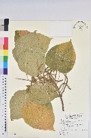 蘭嶼鐵莧藏品圖，第1張