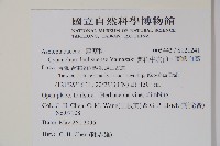 蘭嶼牛皮消、蘭嶼白薇藏品圖，第2張