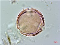 錫蘭玉心花藏品圖，第1張